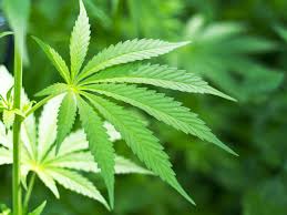 Geschützt: Plant Test